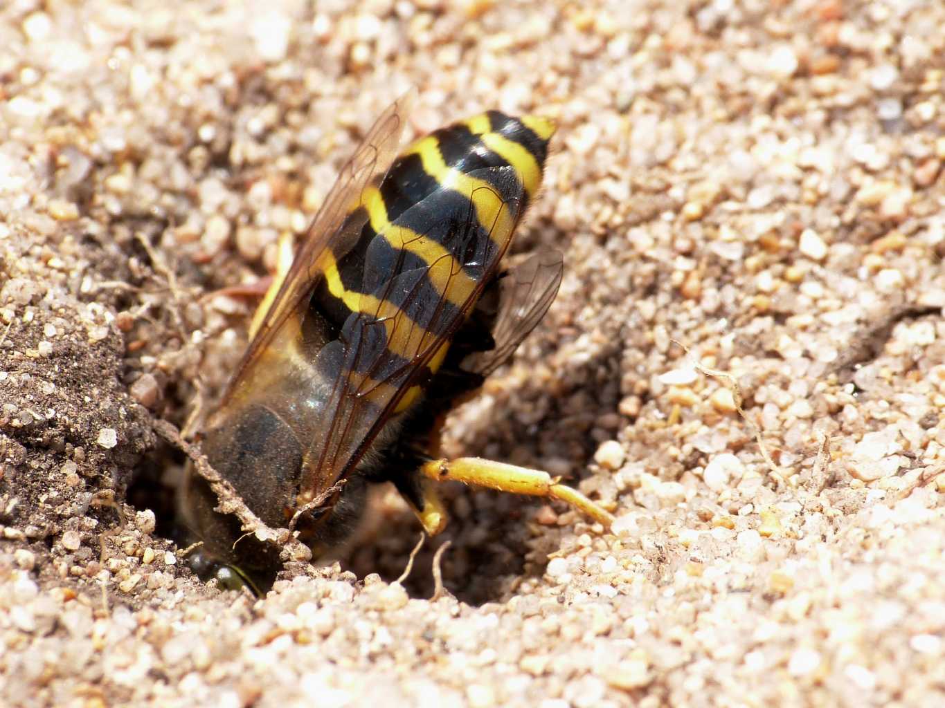 Bembix rostrata che portano prede in tana